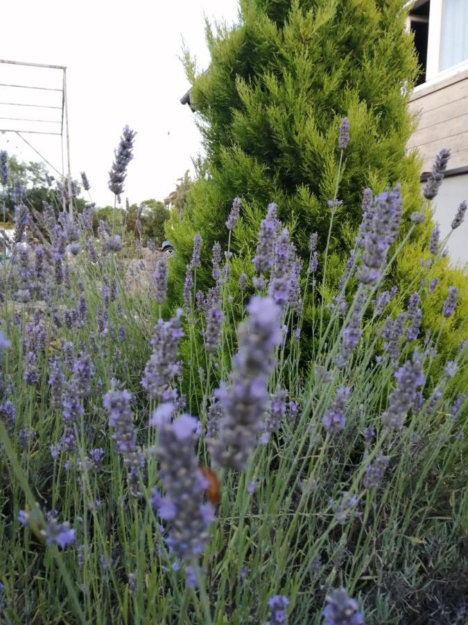 Chalet Lavender *